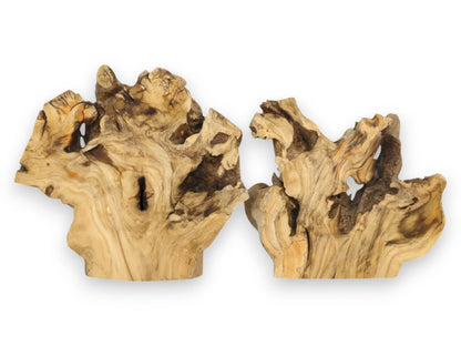 Two matching elderberry burl cross-sections standing upright, showing irregular shapes and hollowed-out areas.