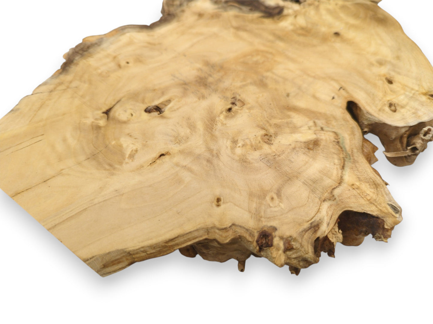 A pale lumber piece features circular figuring, dark knots, and a rough, organic border.