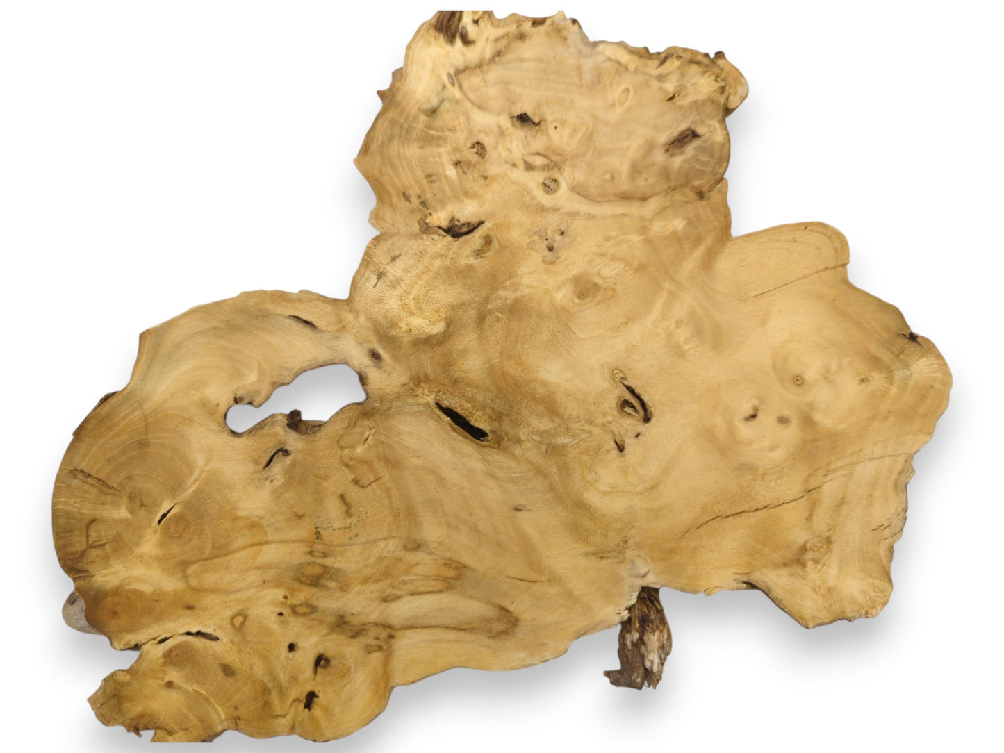 A pale, multi-lobed wood piece displays swirling grain, dark blemishes, and a large opening.