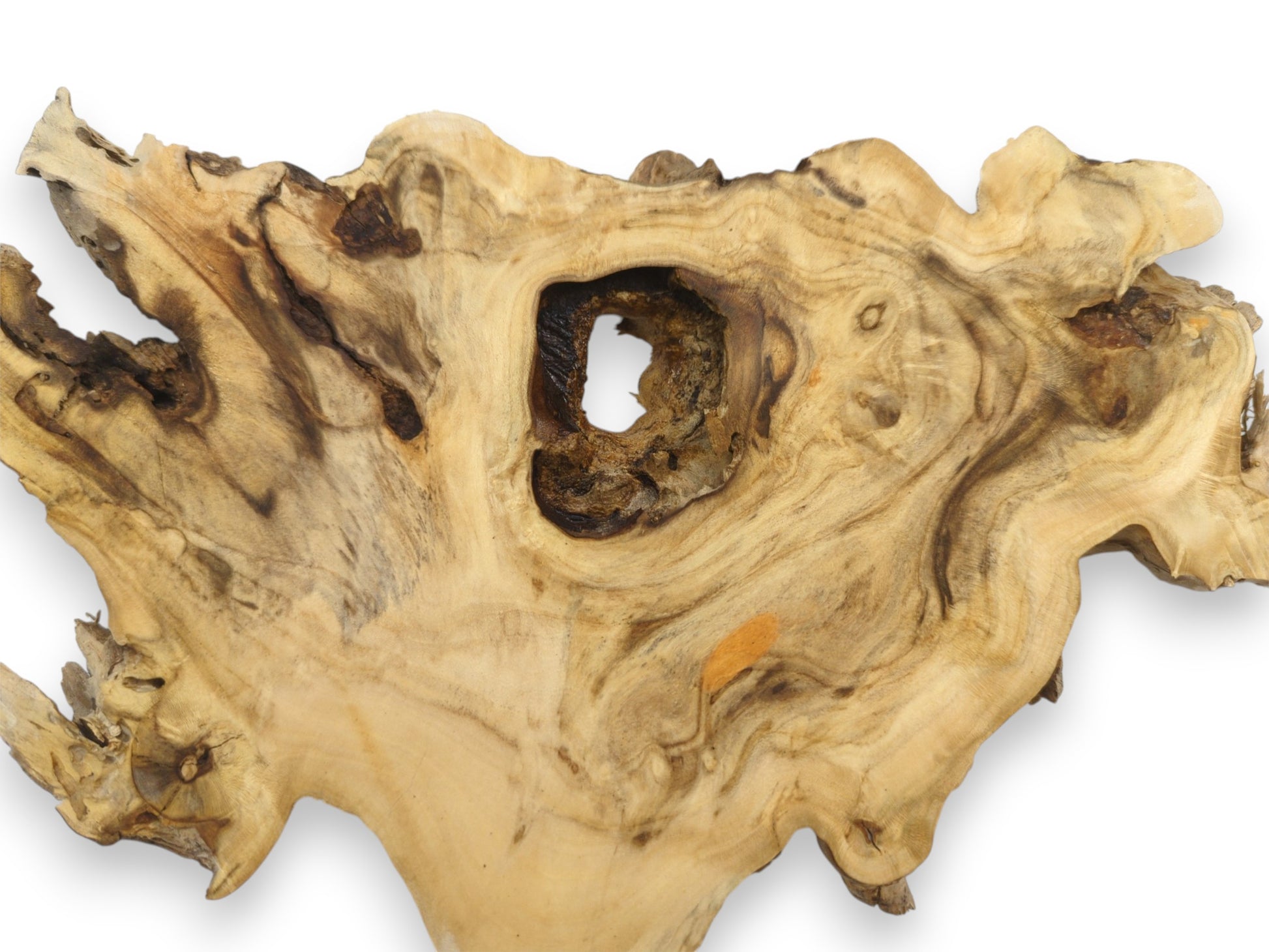 A single burl slab, shot overhead, shows swirling grain flowing around a dark, central void.