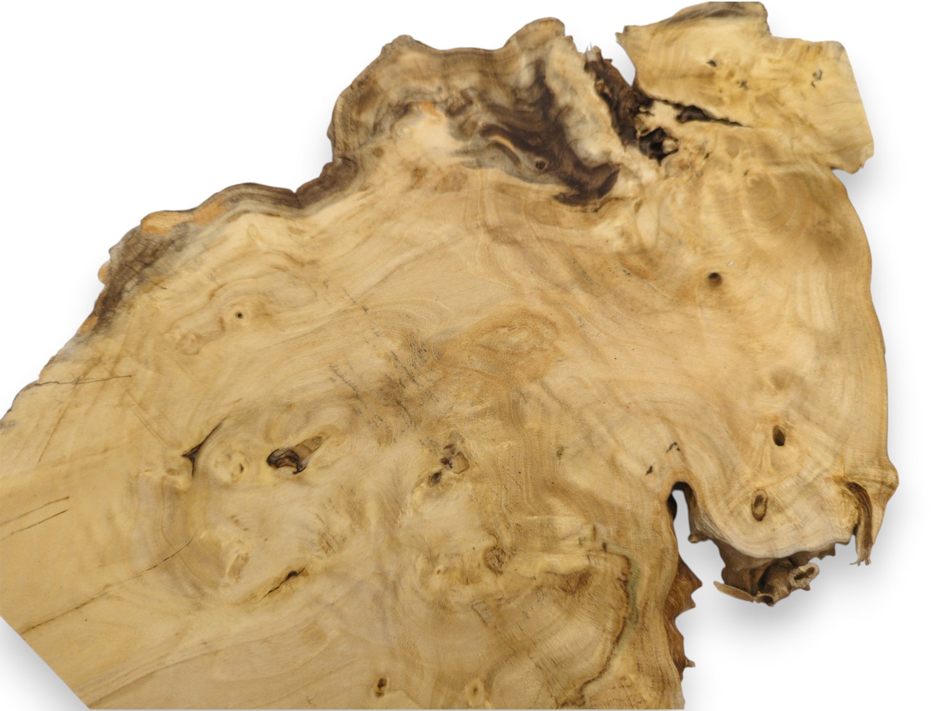 A pale tree cross-section shows flowing grain, scattered burls, and a dark, splintered edge.