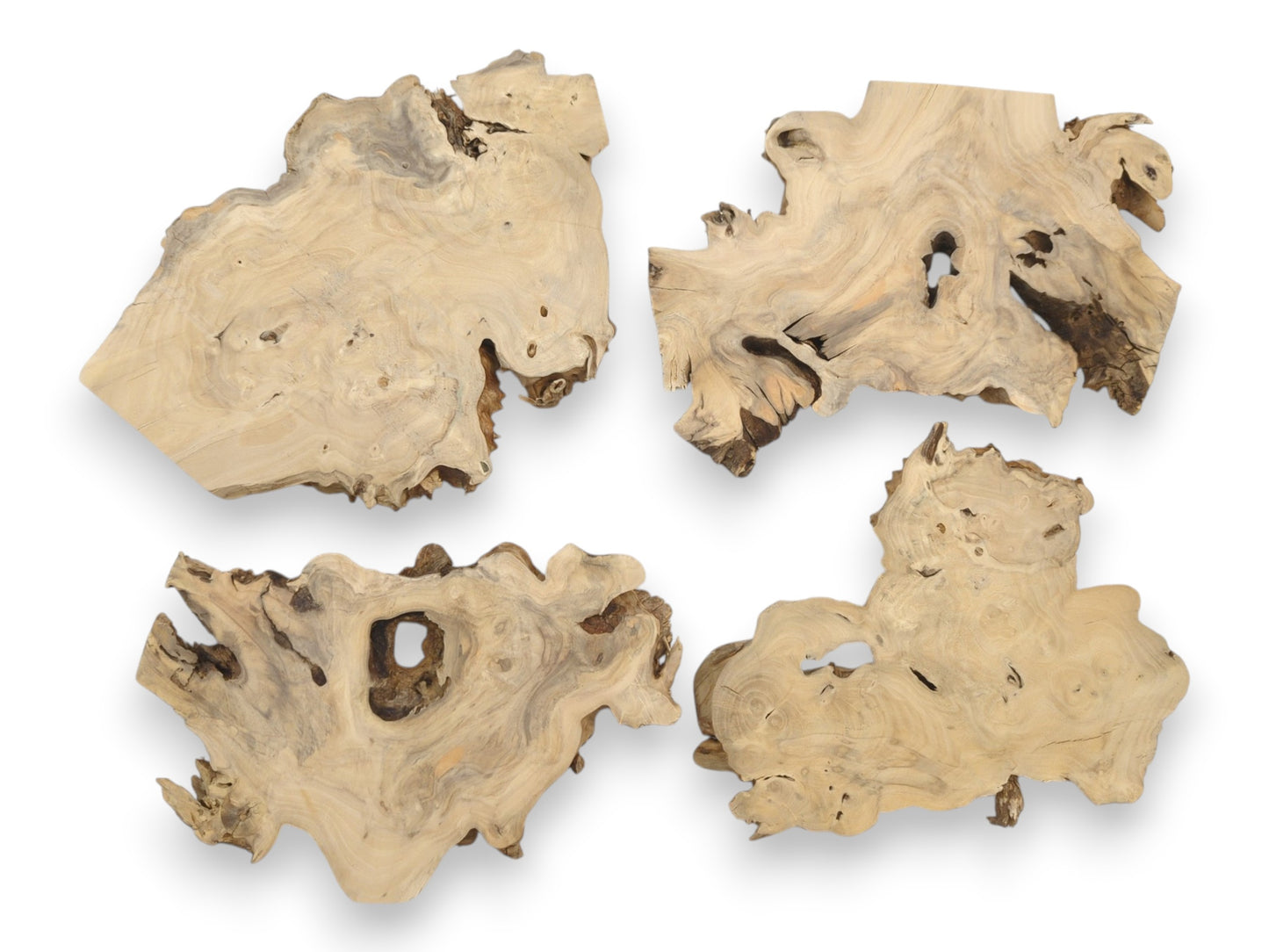 Four light-colored burl sections display swirling grain patterns and dark, organic cavities.