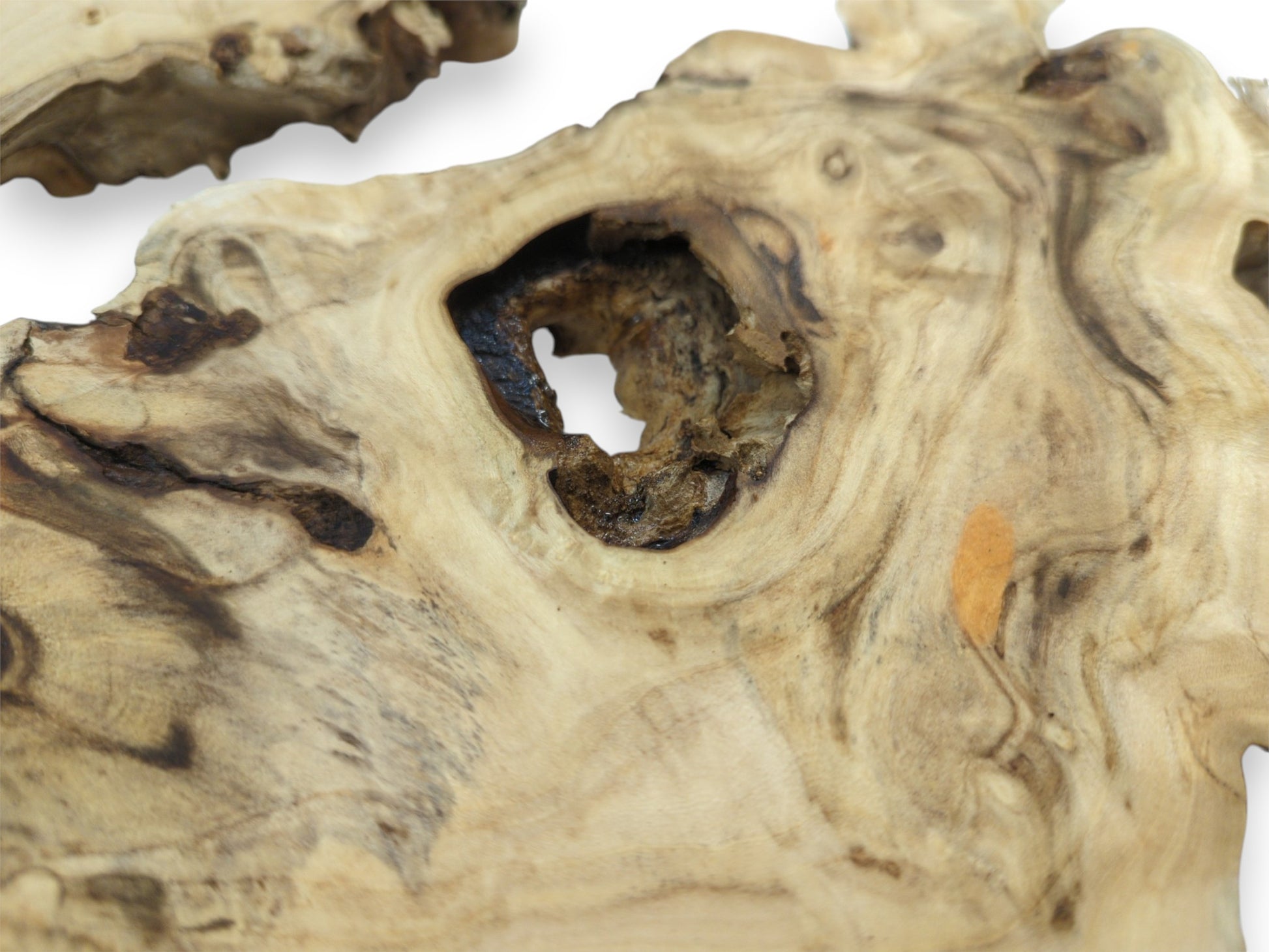 A large, rough-walled cavity pierces a pale timber section with softly contoured grain lines.