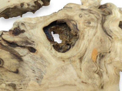 A large, rough-walled cavity pierces a pale timber section with softly contoured grain lines.