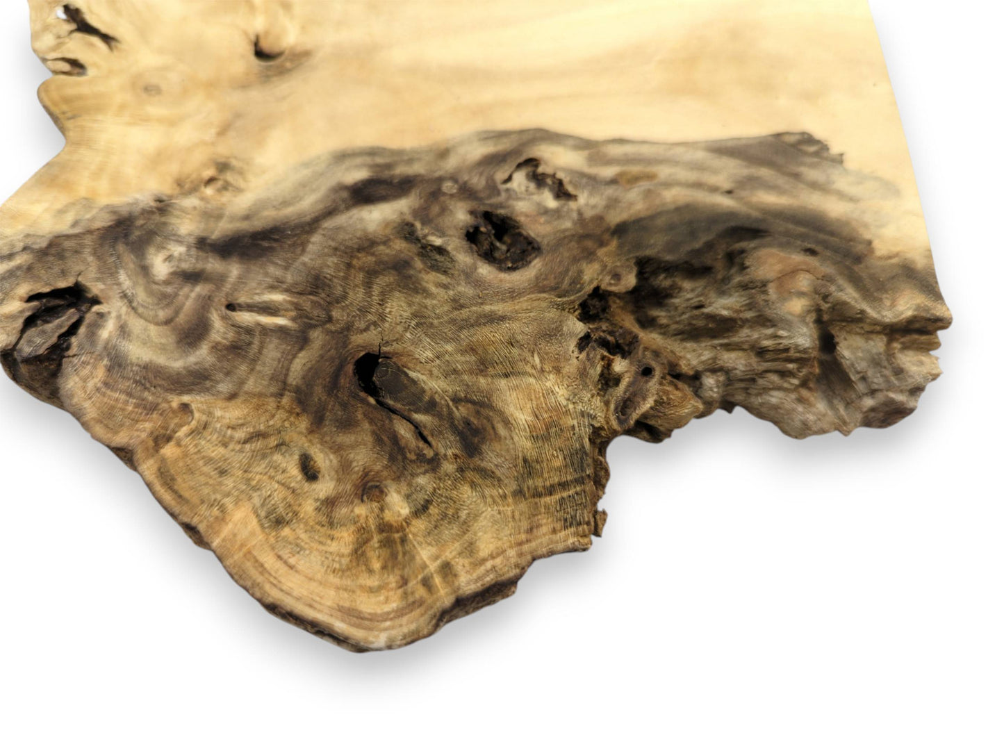 A close-up reveals a dark, gnarled burl with swirling grain against smooth, pale wood.