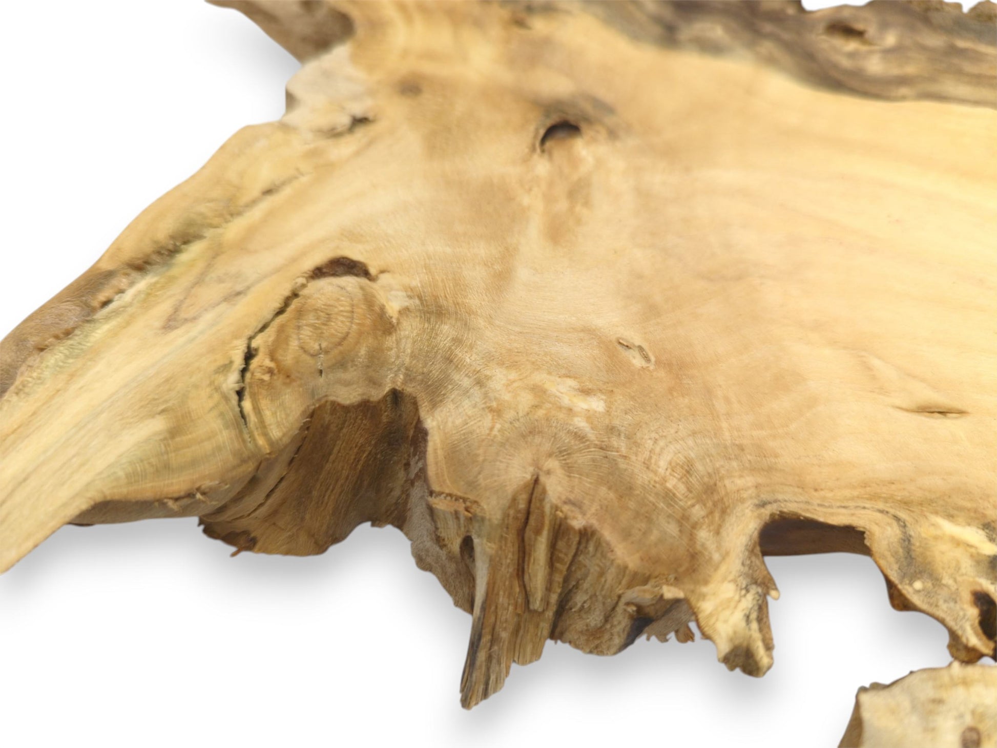 Concentric growth rings flow across a light-colored wood slab with a fractured, raw perimeter.