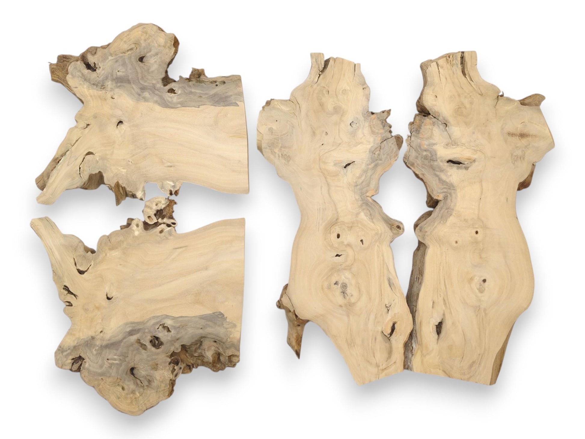 Four pale, gnarled root sections display swirling grain patterns and dark bark inclusions.