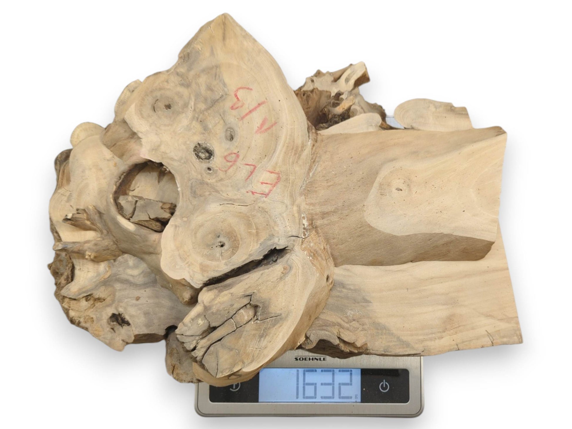 A light-colored elderberry tree root wood slice with natural edges and visible grain on a scale.