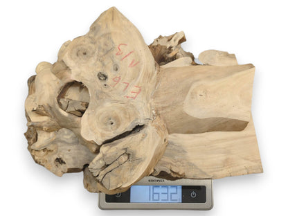 A light-colored elderberry tree root wood slice with natural edges and visible grain on a scale.