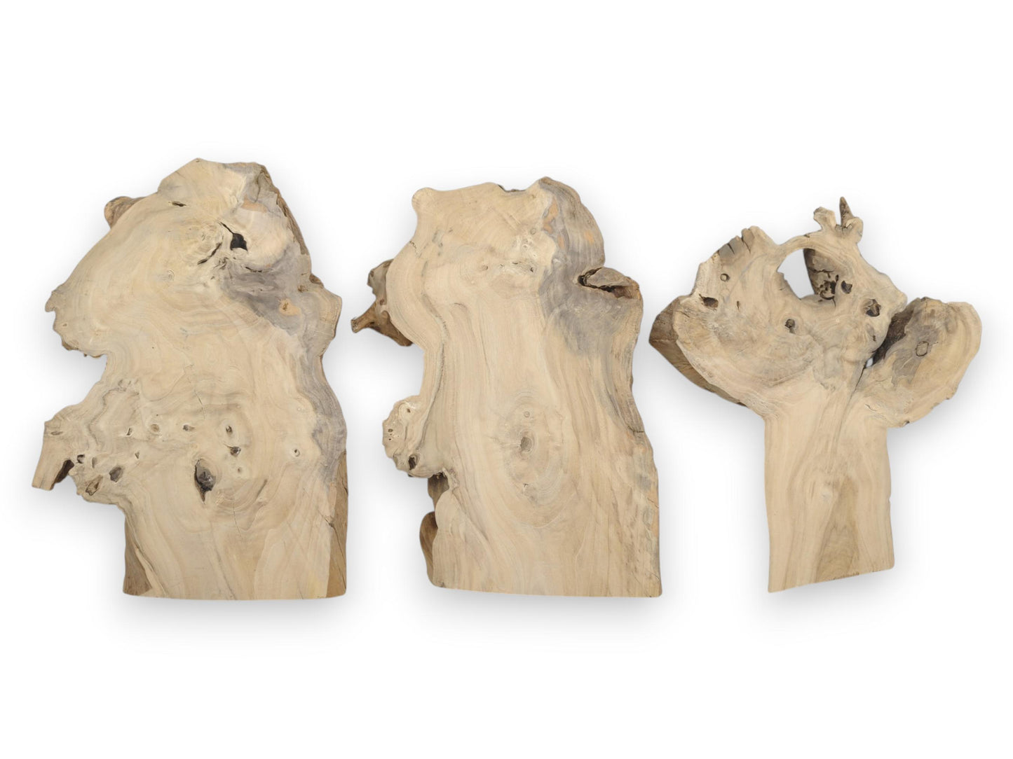 Three light-colored elderberry wood slices with natural live edges and visible grain patterns.