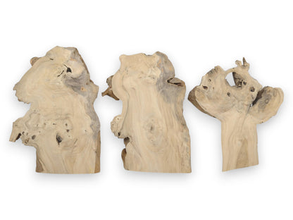 Three light-colored elderberry wood slices with natural live edges and visible grain patterns.