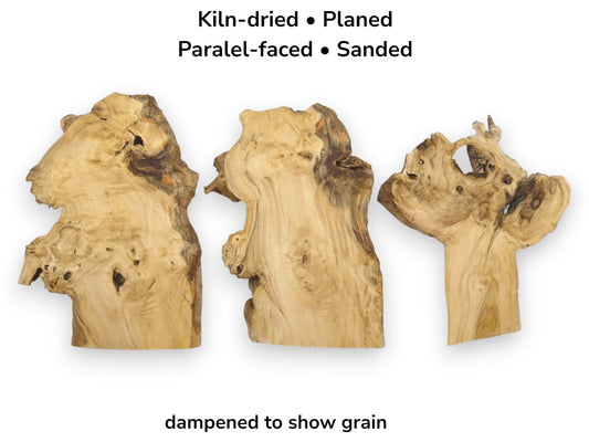 Three kiln-dried, planed, parallel-faced, and sanded elderberry wood slices, dampened to show grain.