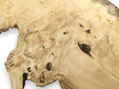 Close-up of a light-colored elderberry wood slice with natural edges, visible grain, and dark knots.