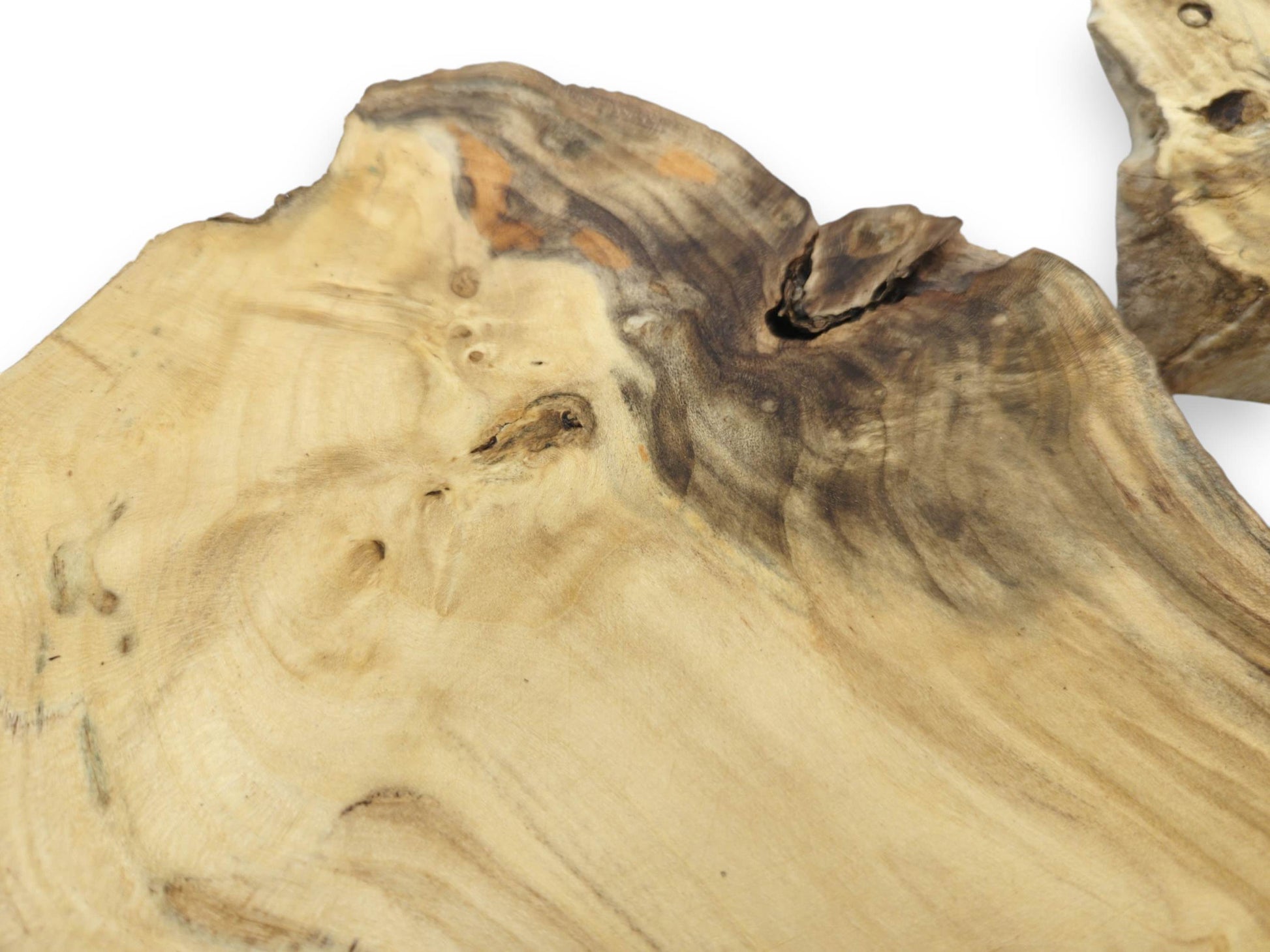 Close-up of a light-colored elderberry wood slice with natural edges, dark knots, and visible grain.