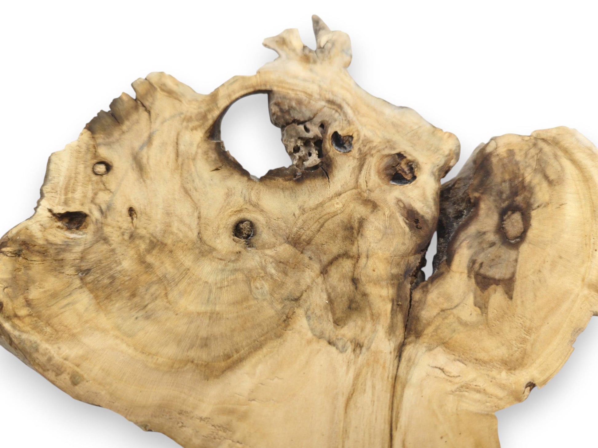 An irregularly shaped elderberry wood slice with a large hole, dark knots, and visible grain.
