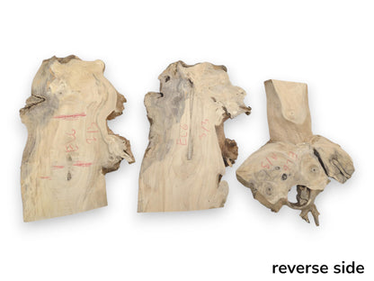 Three light-colored elderberry wood slices with natural edges, visible grain, and dark knots.