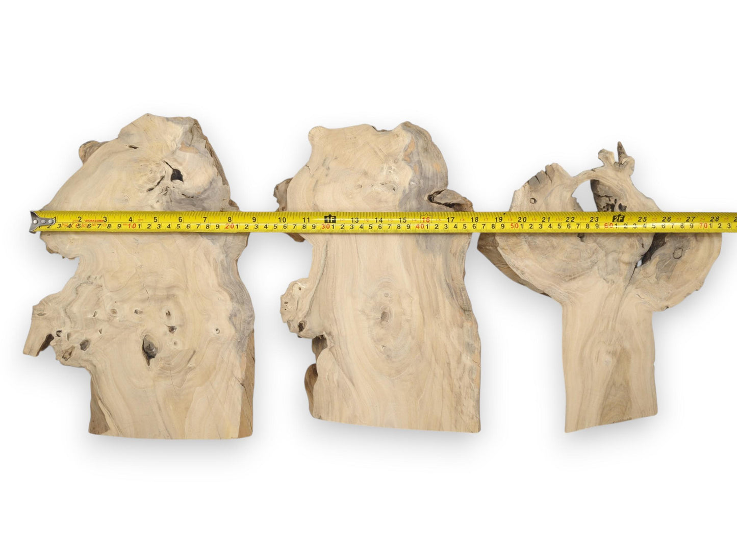 Three light-colored elderberry wood slices with natural edges and visible grain, measured by a tape.