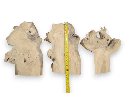 Three light-colored elderberry wood slices with natural edges, visible grain, and dark knots.