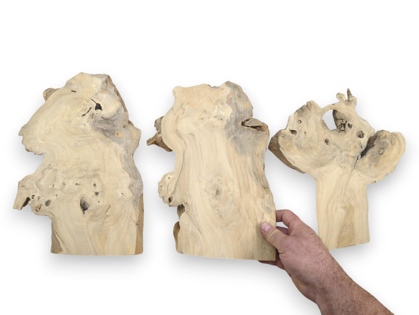Three light-colored, irregularly shaped elderberry wood slices with natural edges and visible grain.