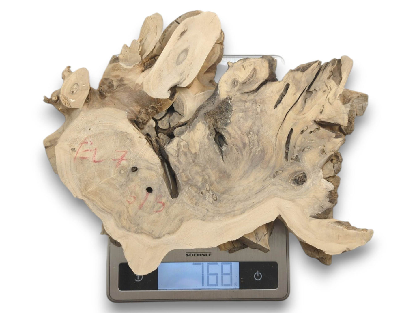 A light-colored, irregularly shaped elderberry root wood slice with natural holes and cracks.
