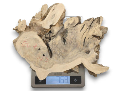 A light-colored, irregularly shaped elderberry root wood slice with natural holes and cracks.