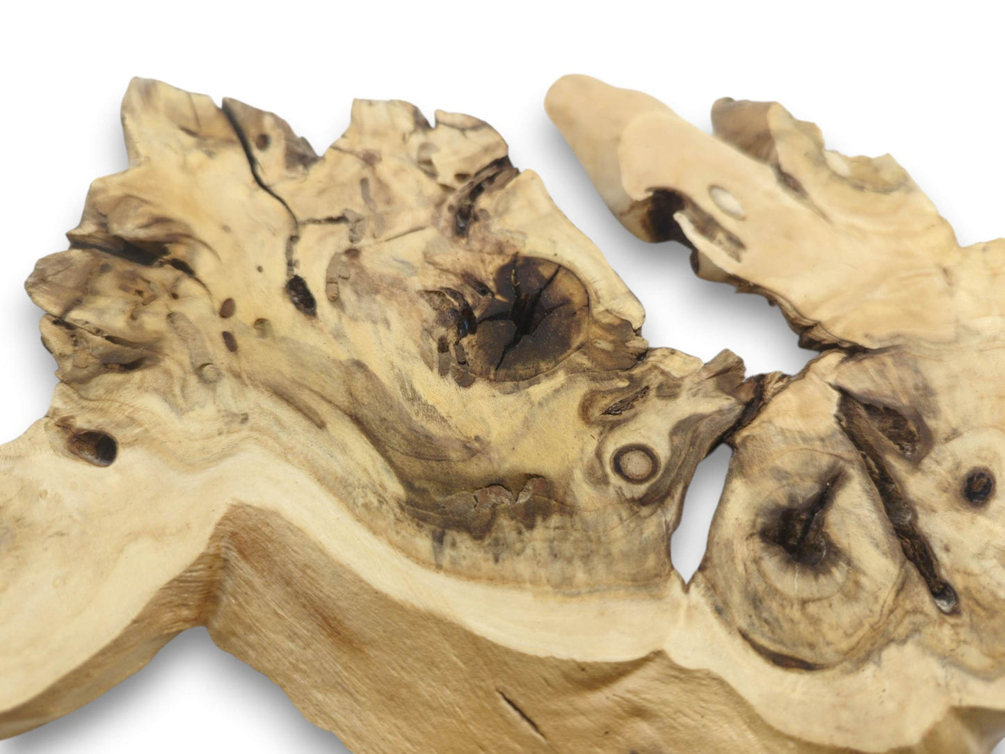 Close-up of a light-colored, irregularly shaped elderberry root wood slice with natural knots and cracks.