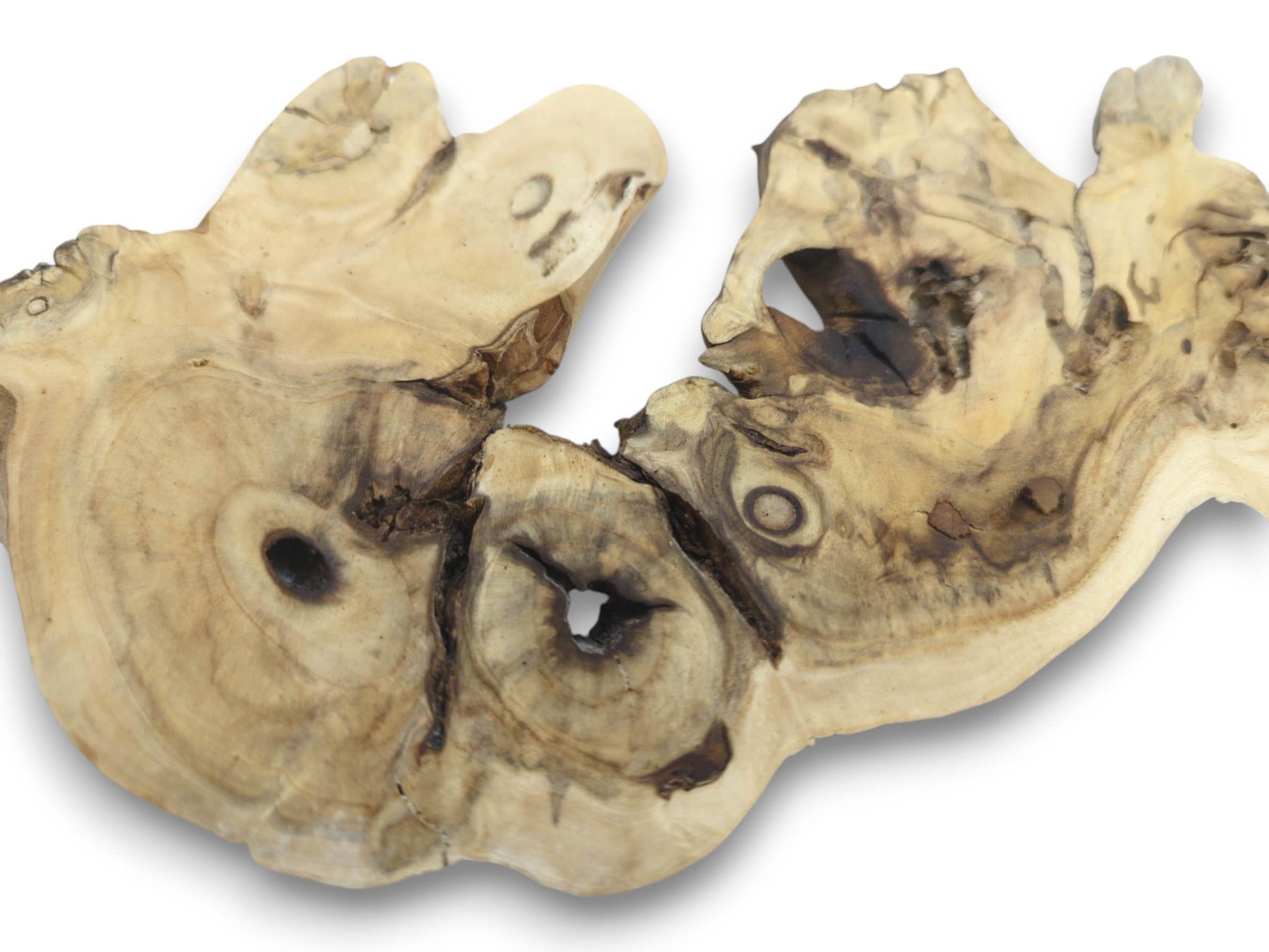 An irregularly shaped, light-colored elderberry root wood slice with dark knots and natural holes.