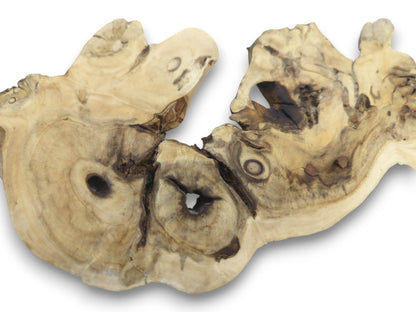 An irregularly shaped, light-colored elderberry root wood slice with dark knots and natural holes.
