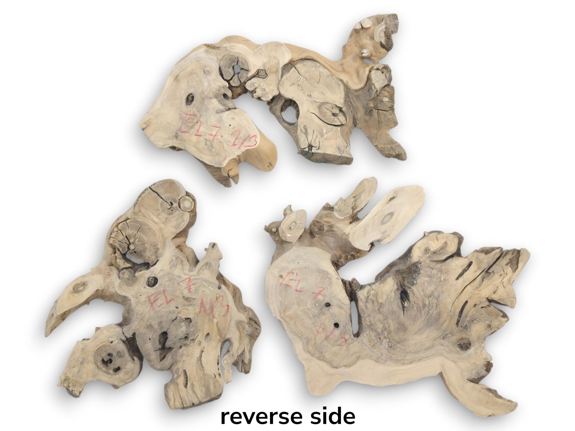 Three light-colored, irregularly shaped elderberry root wood pieces with natural holes and cracks.