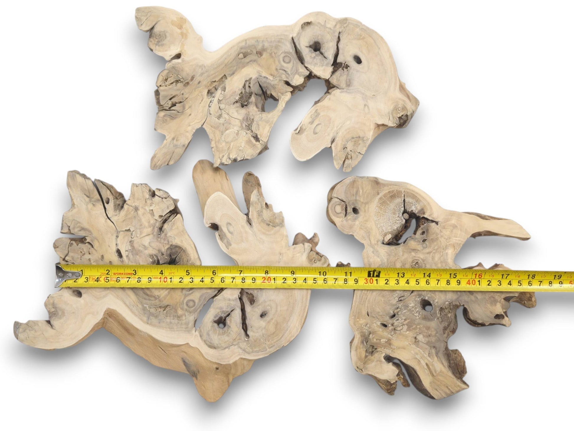 Three light-colored, irregularly shaped elderberry root wood pieces with natural holes and cracks.