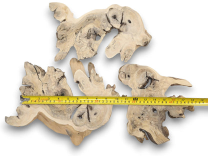 Three light-colored, irregularly shaped elderberry root wood pieces with natural holes and cracks.