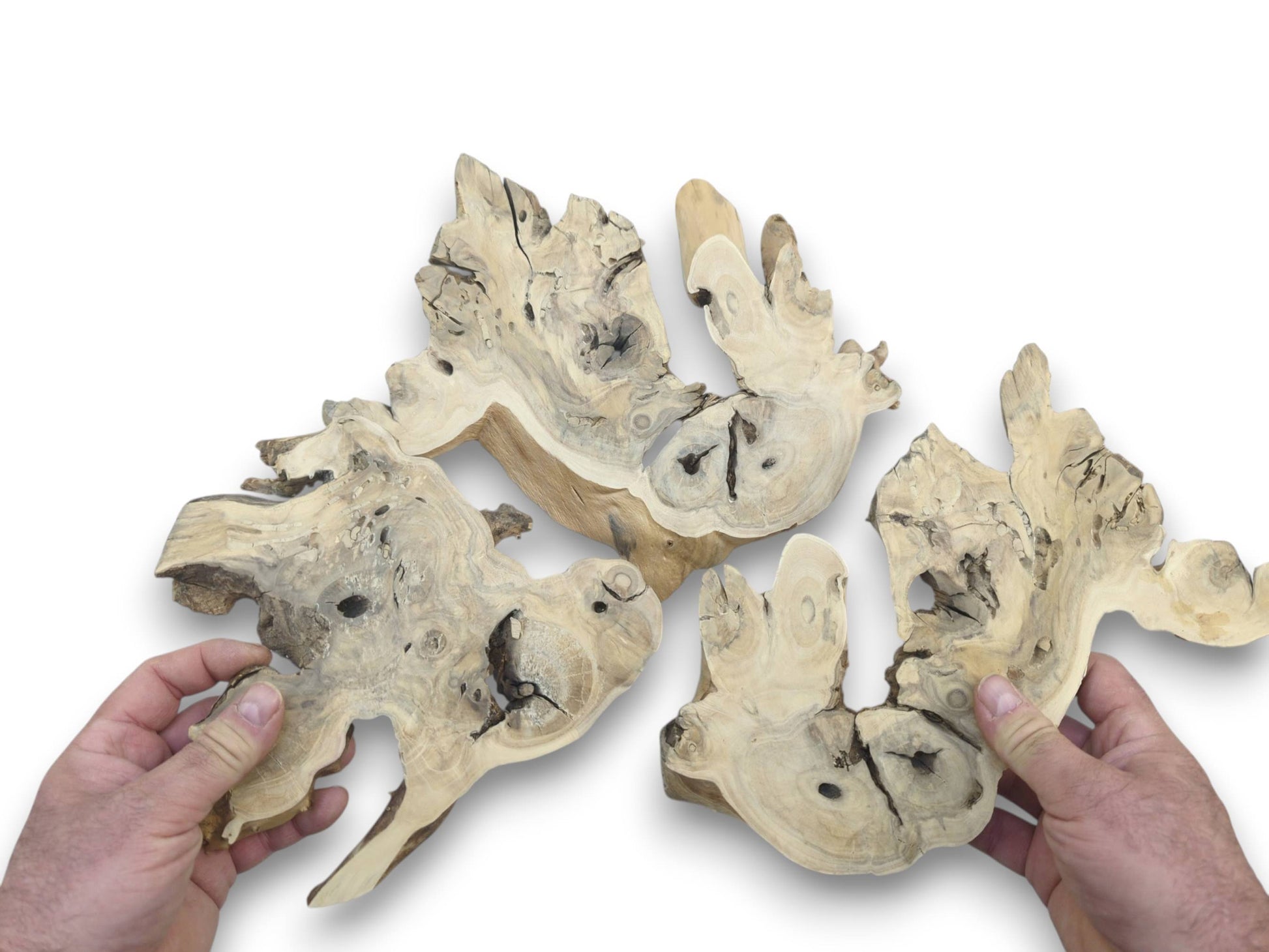 Two hands holding three light-colored, irregularly shaped elderberry root wood pieces with natural holes.