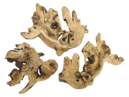 Three light brown elderberry root wood pieces with organic shapes, natural holes, and dark grain.