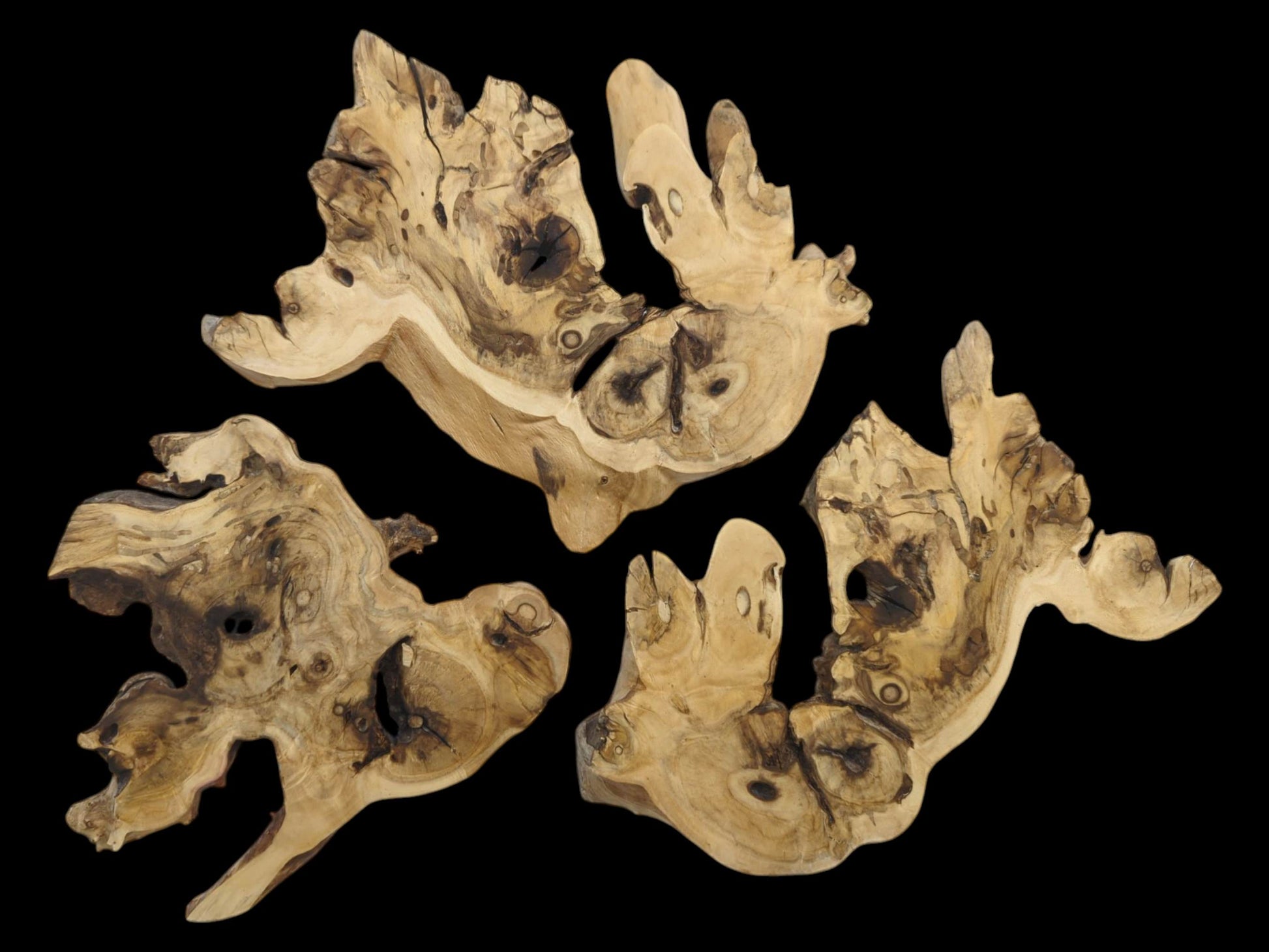Three light brown elderberry root wood pieces with organic shapes, natural holes, and dark grain.