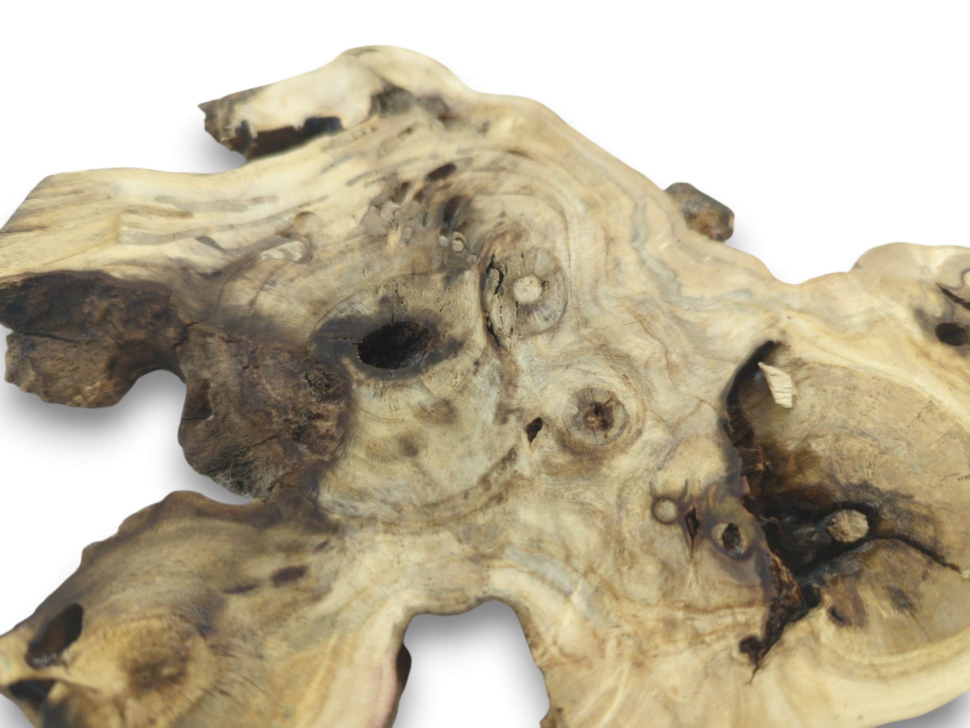 A close-up of a light brown elderberry root wood piece with natural holes and dark grain.