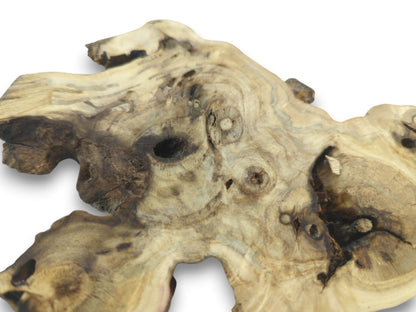 A close-up of a light brown elderberry root wood piece with natural holes and dark grain.