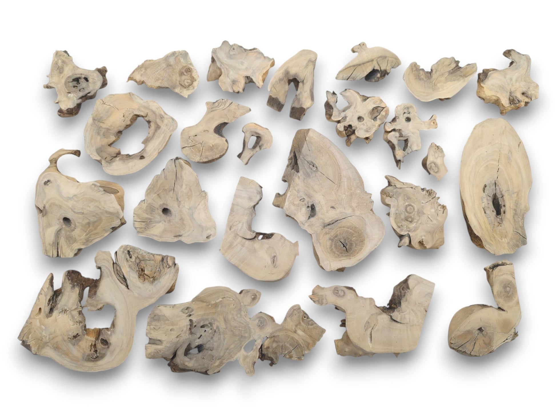 A collection of light-colored, irregularly shaped elderberry wood pieces with natural edges and holes.