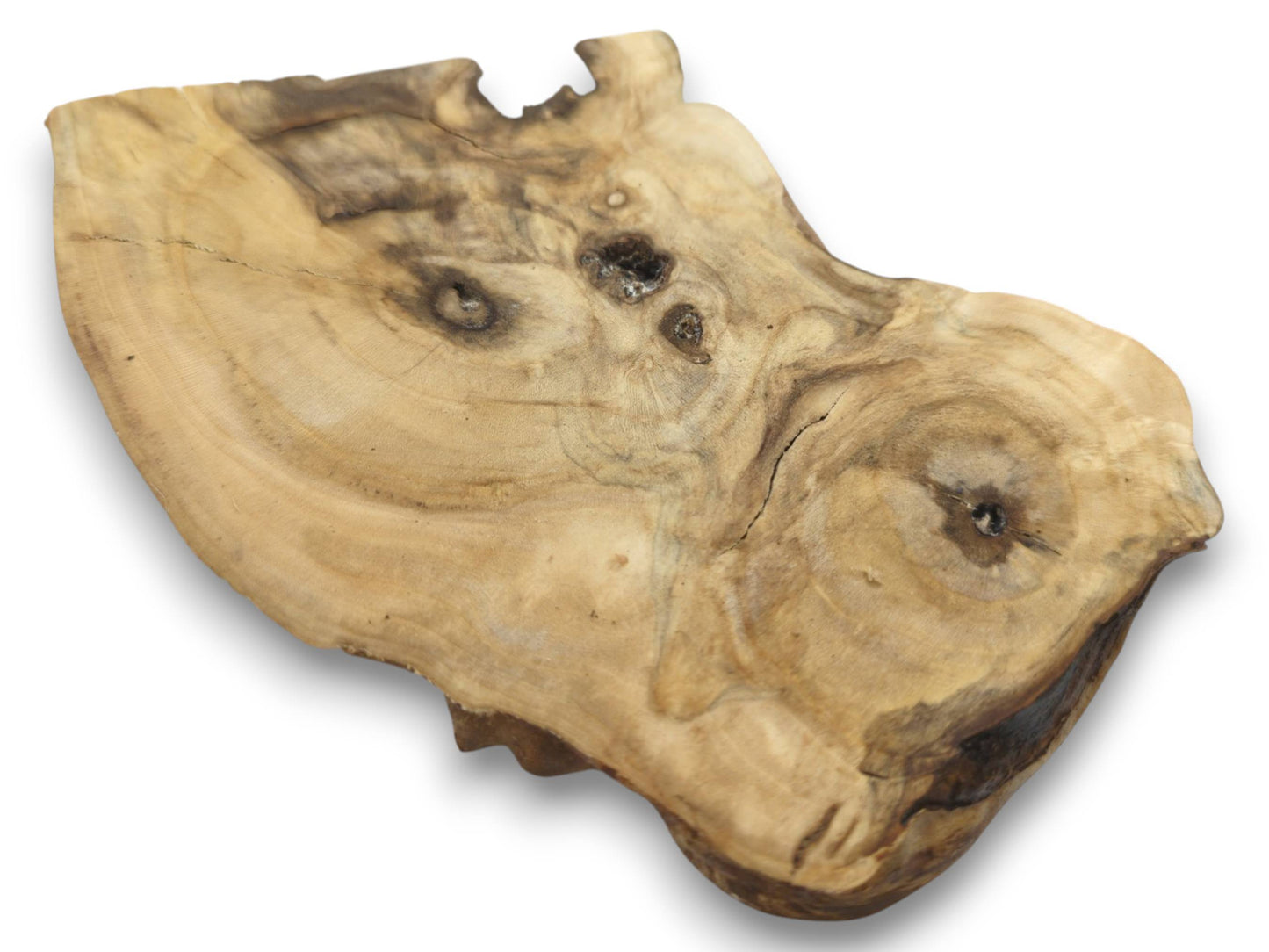 An irregularly shaped elderberry wood slice with visible growth rings, cracks, and dark knots.