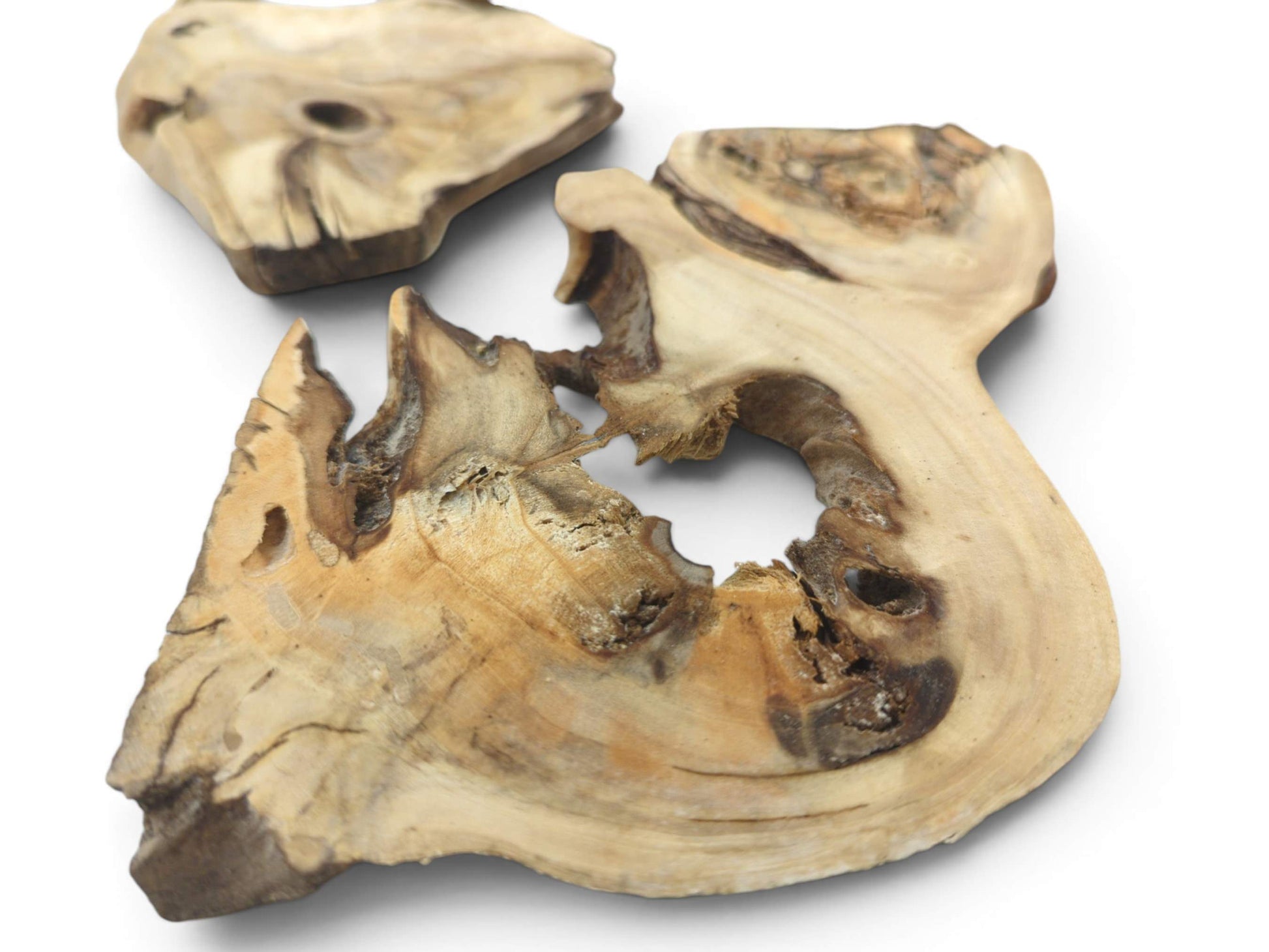 Two irregularly shaped elderberry wood slices with natural edges, visible grain, and dark knots.