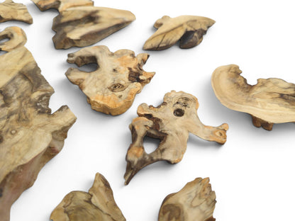 Assorted elderberry wood pieces with natural edges, visible grain, and dark knots on a white surface.