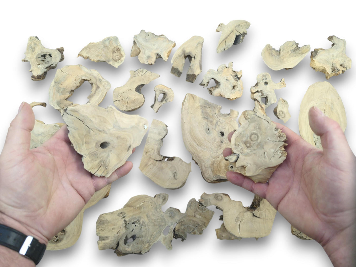 Two hands hold light-colored elderberry wood pieces with natural edges and visible knots.