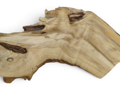 Close-up of a light-colored elderberry wood slice with natural edges and visible grain.