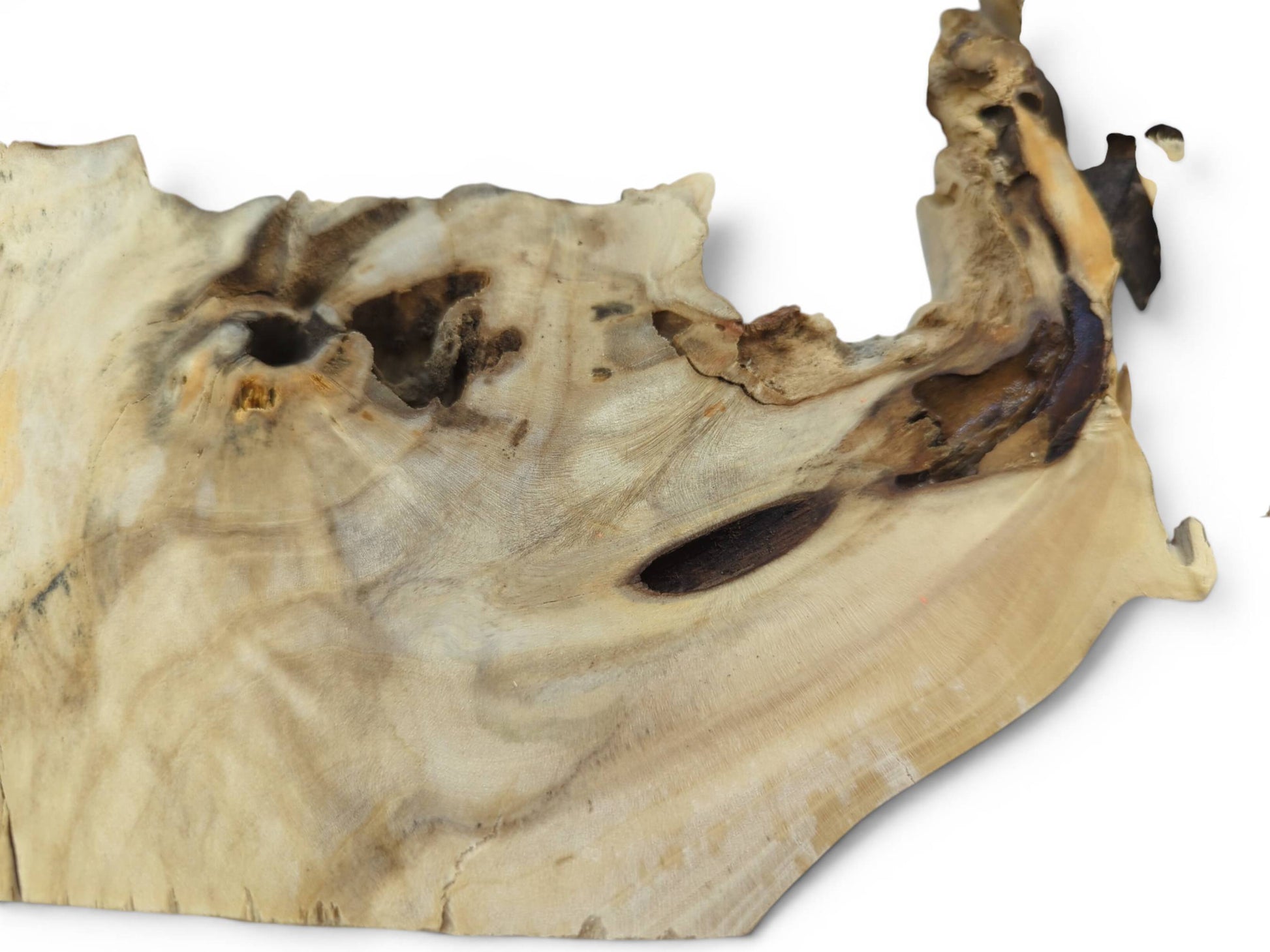 Close-up of a light-colored elderberry wood slice with natural edges, knots, and dark holes.