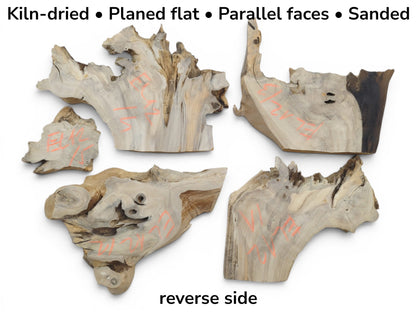 Four irregularly shaped, light-colored elderberry wood pieces with natural edges and visible grain.