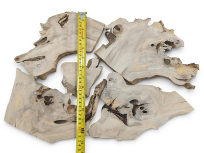 Five irregularly shaped, light-colored elderberry wood pieces with natural edges and visible grain.