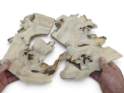 Two hands holding four irregularly shaped, light-colored elderberry wood pieces with natural edges.