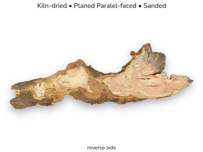Graphic displaying an irregular honey locust root slice with natural edges and text describing its preparation and reverse side.