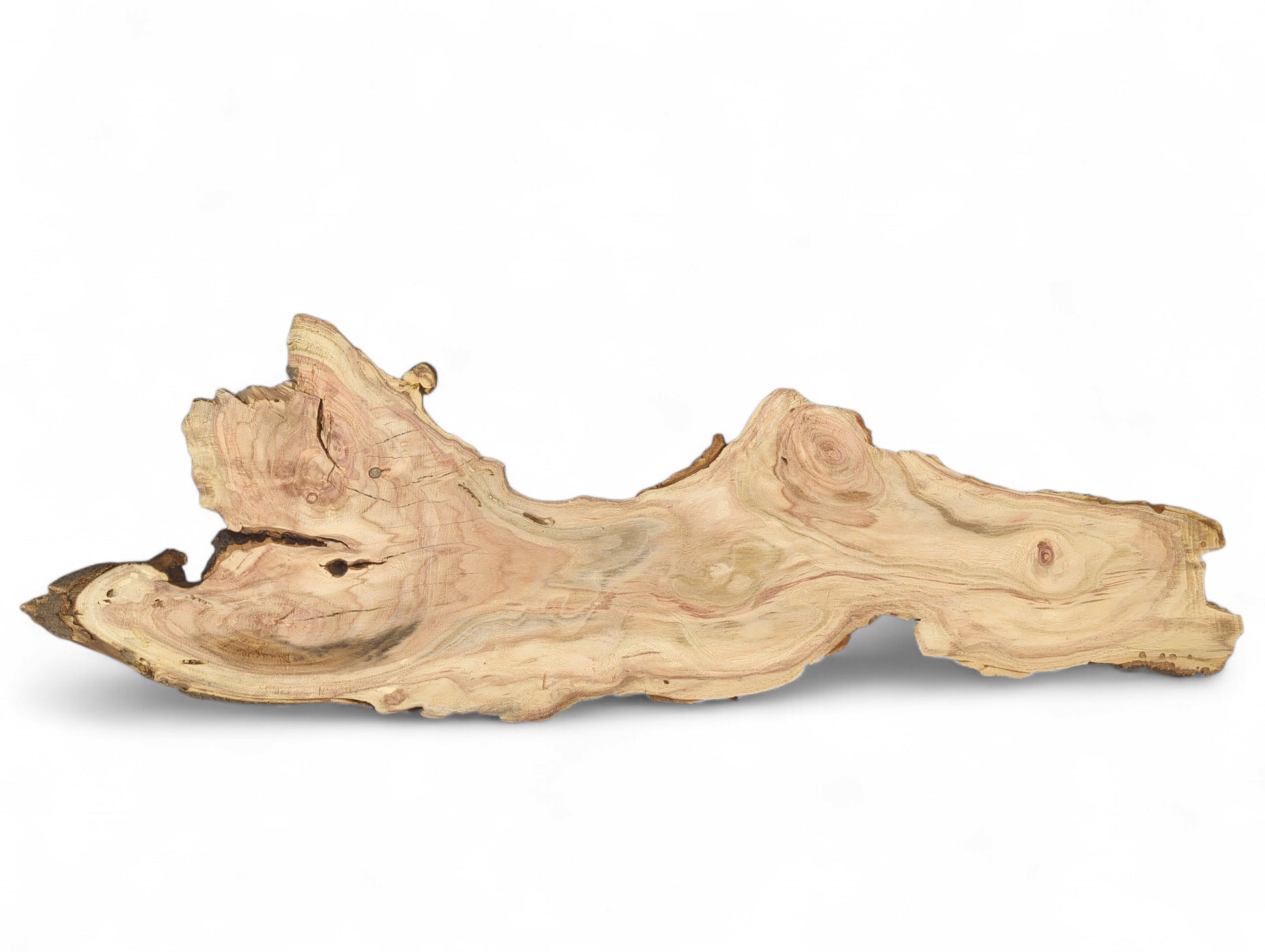 Irregular honey locust root slice with wavy pale wood grain, reddish swirls, and dark bark edges.