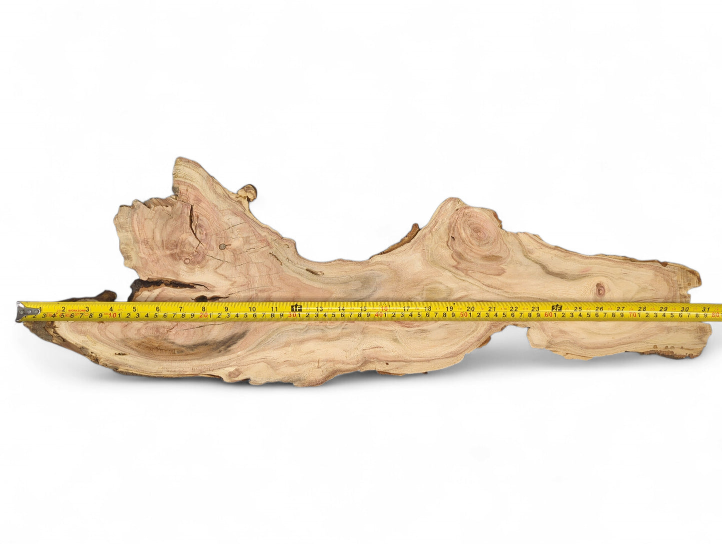 Irregular honey locust root slice displaying light brown grain, natural dark edges, and a yellow tape measure.