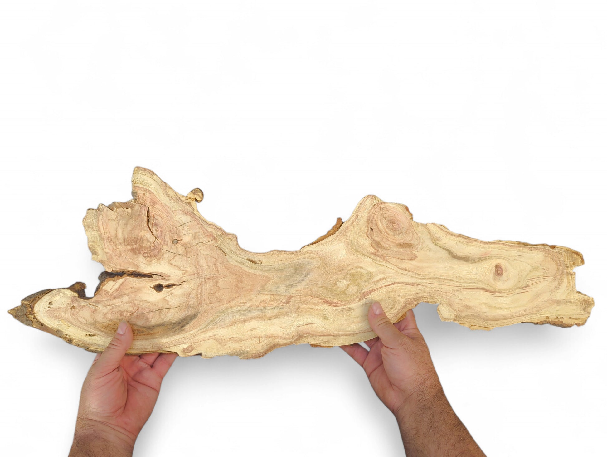 Irregular, pale honey locust root slice with visible reddish-brown grain patterns, held by two hands.